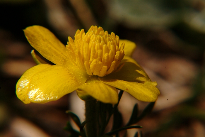 ranuncoli? - Ranunculus millefoliatus